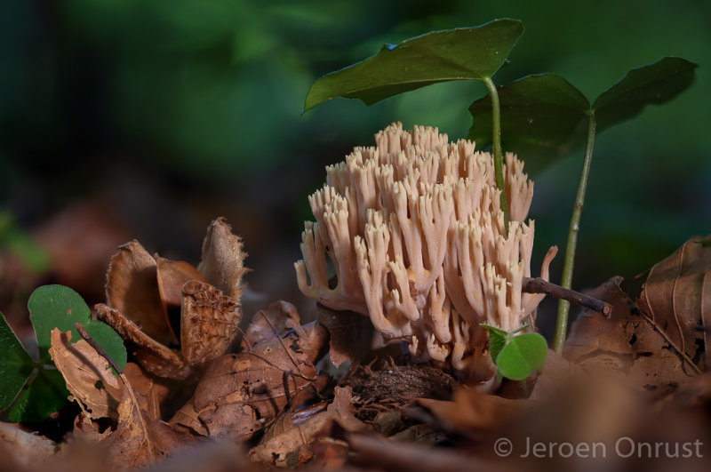 Ramaria stricta - Rechte Koraalzwam - Upright Coral