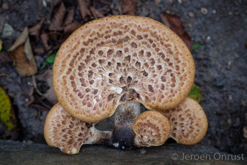 Polyporus squamosus - Zadelzwam - Dryads Saddle