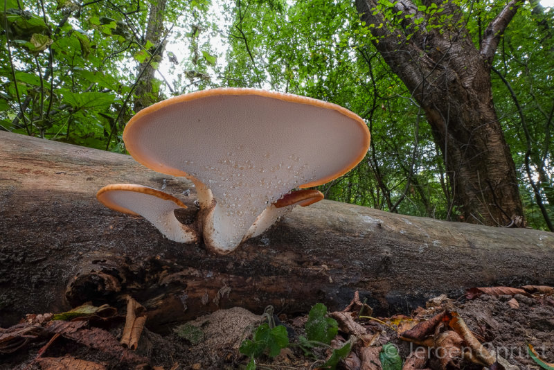 Polyporus squamosus - Zadelzwam - Dryads Saddle