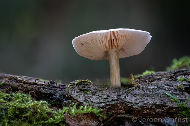 Pluteus cervinus - Gewone Hertenzwam - Deer Shield