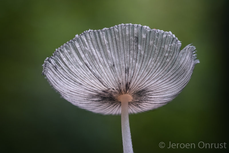 Coprinopsis lagopus - Hazenpootje - Haresfoot Inkcap