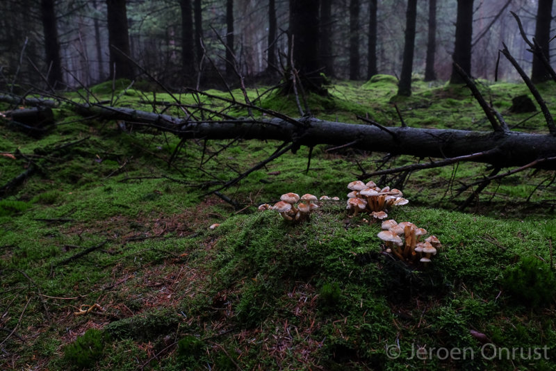 Hypholoma fasciculare - Gewone Zwavelkop - Sulphur Tuft