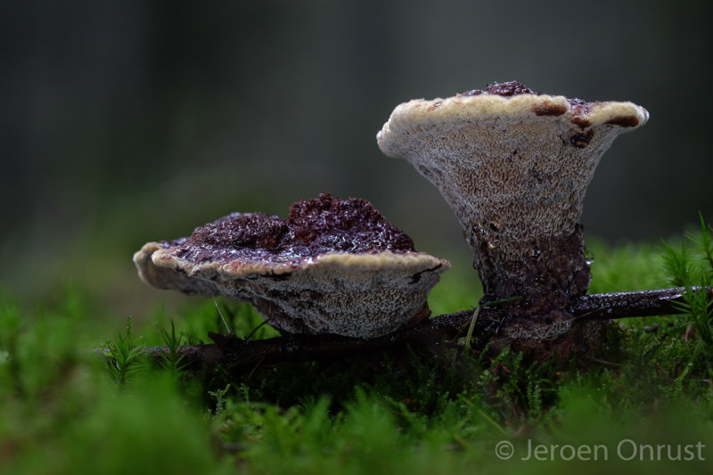Phaeolus schweinitzii - Dennenvoetzwam - Dyers Mazegill