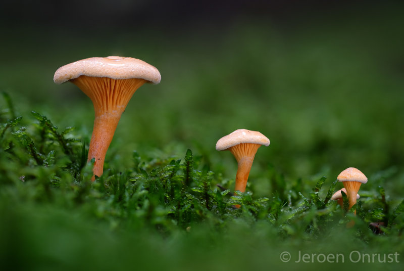 Hygrophoropsis aurantiaca - Valse Hanenkam - False Chanterelle