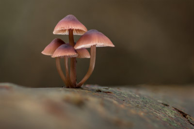 Mycena haematopus - Grote Bloedsteelmycena - Burgundydrop Bonnet