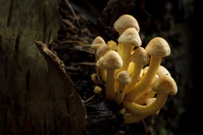 Hypholoma fasciculare - Gewone Zwavelkop - Sulphur Tuft