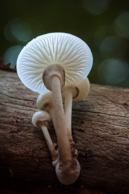 Oudemansiella mucida - Porseleinzwam - Porcelain Fungus