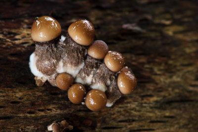 Oudemansiella mucida - Porseleinzwam - Porcelain Fungus