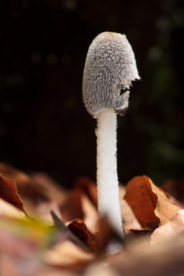Coprinus lagopus - Hazenpootje - Harefoot Mushroom