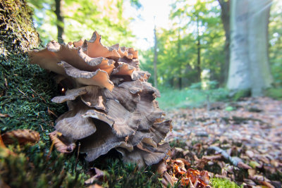 Grifola frondosa - Eikhaas - Hen of the Woods
