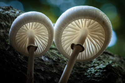 Oudemansiella mucida - Porseleinzwam - Porcelain Fungus