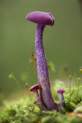 Laccaria amethystina - Amethistzwam - Amethyst Deceiver
