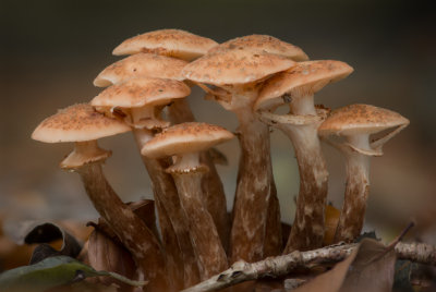 Armillaria mellea - Echte Honingzwam - Honey Fungus