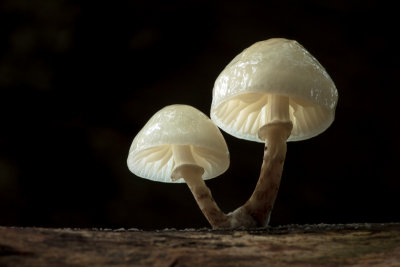 Oudemansiella mucida - Porseleinzwam - Porcelain Fungus