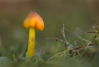 Hygrocybe conica - Zwartwordende Wasplaat - Blackening Waxcap