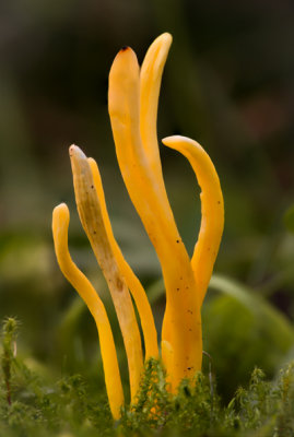 Clavulinopsis helveola - Gele Knotszwam - Yellow Club