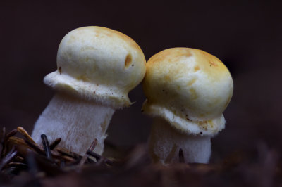Agaricus xanthodermus - Karbolchampignon - Yellow-staining Mushroom