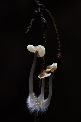 Mycena metata - Dennenmycena