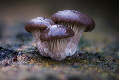 Pleurotus ostreatus - Oesterzwam - Oyster Mushroom