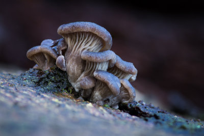 Pleurotus ostreatus - Oesterzwam - Oyster Mushroom