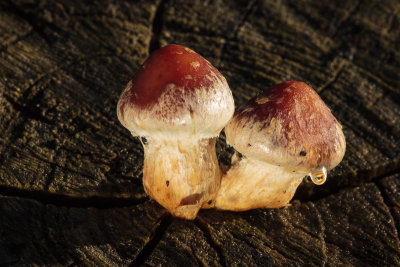 Hemipholiota populnea - Wollige Bundelzwam