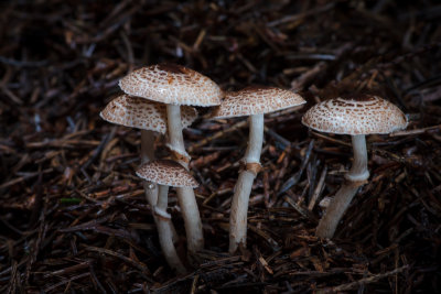 Lepiota felina - Panterparasolzwam - Cat Dapperling