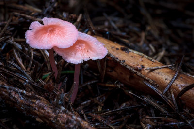 Mycena pearsoniana - Vals Elfenschermpje