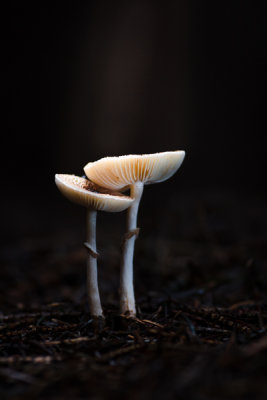 Lepiota felina - Panterparasolzwam - Cat Dapperling