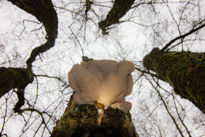 Pleurotus ostreatus - Oesterzwam - Oyster Mushroom