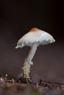 Lepiota ventriosospora - Geelbruine Wolsteelparasolzwam - Padded Dapperling
