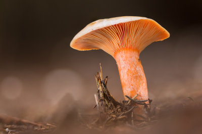Lactarius deterrimus - Peenrode Melkzwam - False Saffron Milkcap
