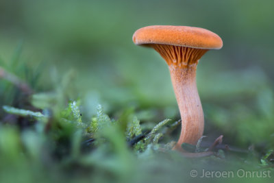 Hygrophoropsis aurantiaca - Valse Hanekam - False Chanterelle