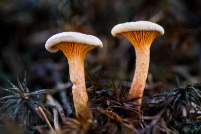Hygrophoropsis aurantiaca - Valse Hanekam - False Chanterelle