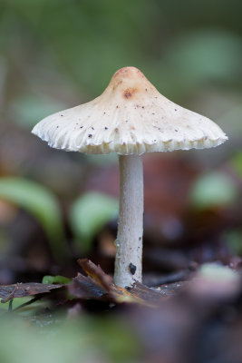 Inocybe geophylla - Witte Satijnvezelkop - White Fibrecap