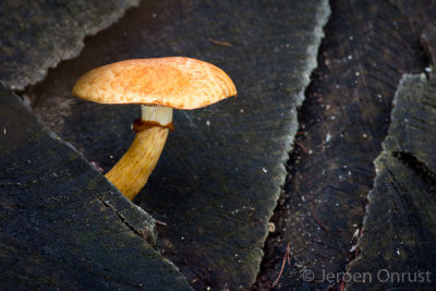 Gymnopilus junonius - Prachtvlamhoed - Spectacular Rustgill