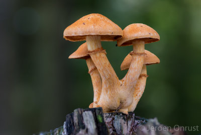 Gymnopilus junonius - Prachtvlamhoed - Spectacular Rustgill