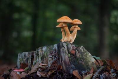Gymnopilus junonius - Prachtvlamhoed - Spectacular Rustgill