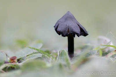 Hygrocybe conica - Zwartwordende Wasplaat - Blackening Waxcap
