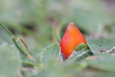 Hygrocybe conica - Zwartwordende Wasplaat - Blackening Waxcap