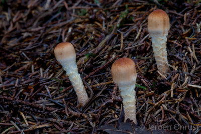 Lepiota ventriosospora - Geelbruine Wolsteelparasolzwam - Padded Dapperling