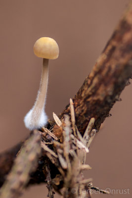 Mycena metata - Dennenmycena