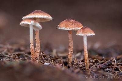 Lepiota castanea - Kastanjeparasolzwam - Chestnut Dapperling