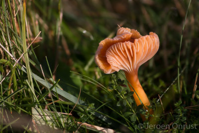 Hygrocybe laeta - Slijmwasplaat - Heath Waxcap