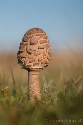 Macrolepiota procera - Grote Parasolzwam - Parasol