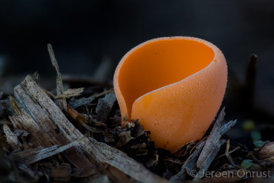 Aleuria aurantia - Grote Oranje Bekerzwam - Orange Peel Fungus