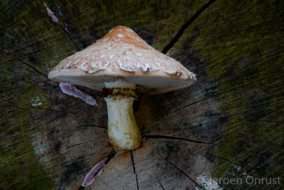 Hemipholiota populnea - Wollige Bundelzwam