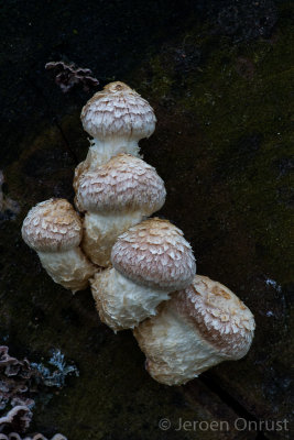 Hemipholiota populnea - Wollige Bundelzwam