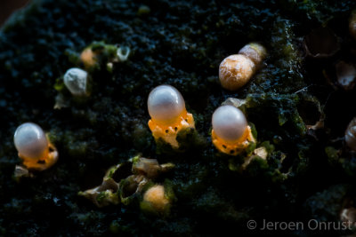 Sphaerobolus stellatus - Kogelwerper - Cannonball Fungi