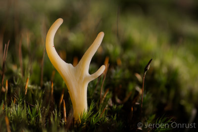 Clavaria argillacea - Heideknotszwam - Moor Club