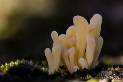 Clavaria argillacea - Heideknotszwam - Moor Club